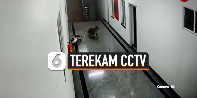 VIDEO: Seekor Macan Tutul Terekam CCTV Berkeliaran di Lorong Kampus