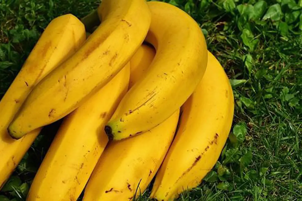Tups menjaga buah pisang/copyright Pixabay.com