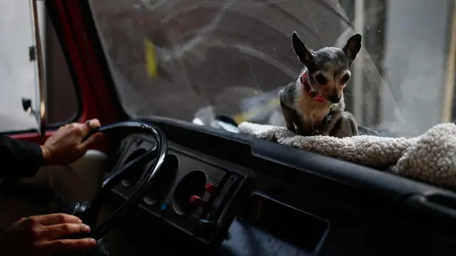 Penampungan Anjing