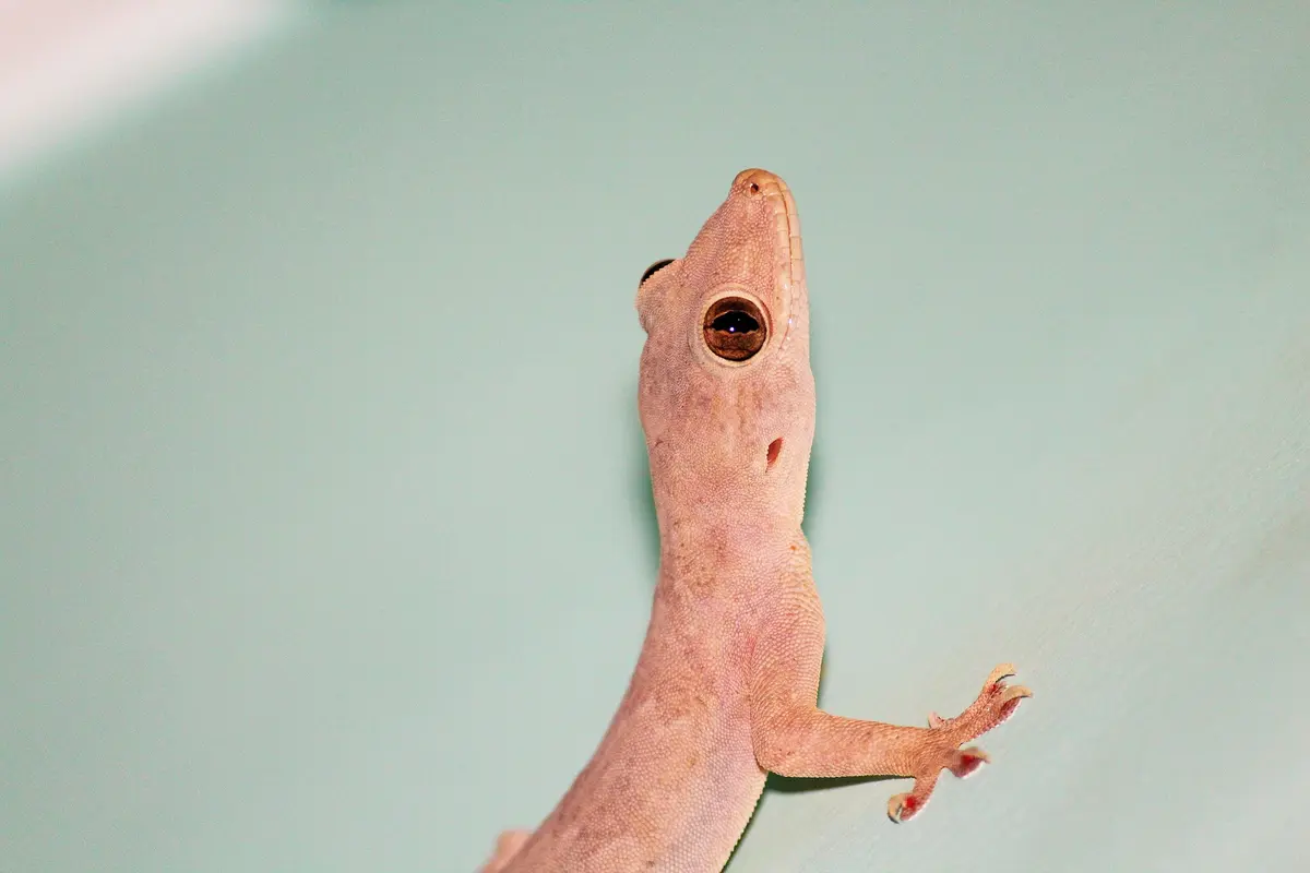 cicak
