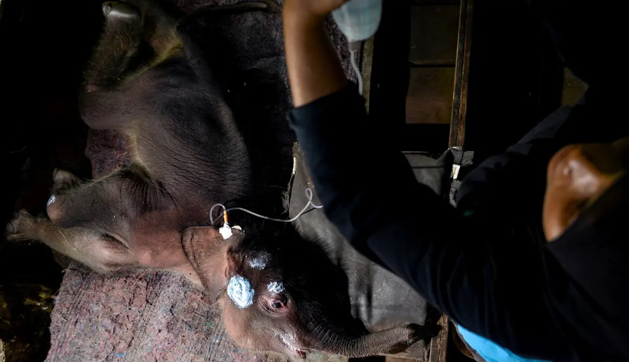 Seekor bayi gajah Sumatera mendapat perawatan medis di Pusat Konservasi Gajah Saree, Aceh Besar, Aceh, Senin (15/2/2021). Setelah diselamatkan warga pada 13 Februari 2021 lalu, BKSDA Aceh mengevakuasi gajah ke PKG Saree. (CHAIDEER MAHYUDDIN/AFP)