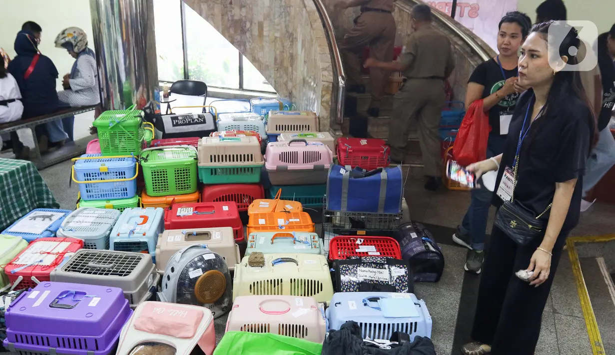 Sterilisasi menargetkan sebanyak 350 ekor kucing. (Liputan6.com/Herman Zakharia)
