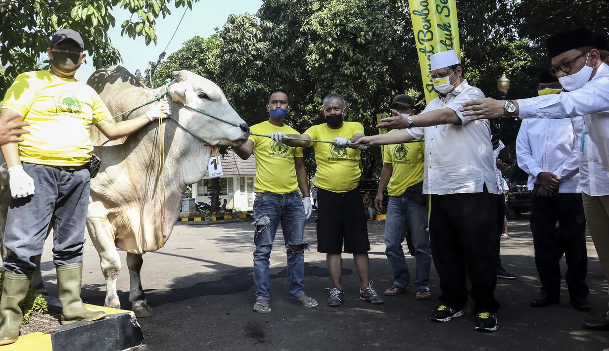 Ketua Umum Partai Golkar Airlangga Hartarto secara simbolis menyerahkan hewan kurban Idul Adha di DPP Partai Golkar, Jakarta, Jumat (31/7/2020). Partai Golkar menyembelih 37 hewan kurban untuk dibagikan ke yayasan, panti asuhan, pesantren, karyawan, dan warga sekitar. (Liputa6.com/Johan Tallo)