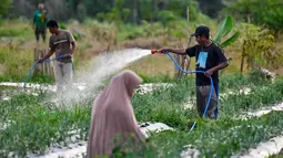 Harga Bawang Merah Mulai Turun, Tapi Tak Merata