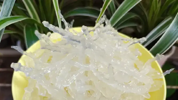 Langkah Mudah Membersihkan Rumput Laut Kering dari Kotoran, Simak Triknya