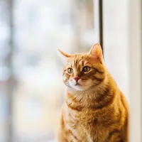 Ilustrasi Mimpi Kucing Credit: pexels.com/Kowali