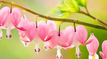 Bunga Bleeding Heart Simbol Cinta Abadi Selamanya Lifestyle