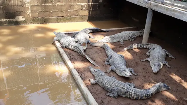 Buaya-buaya muara remaja berjemur di Penangkaran Buaya Dawuhan Kulon, Kedungbanteng, Banyumas. (Foto: Liputan6.com/Muhamad Ridlo)