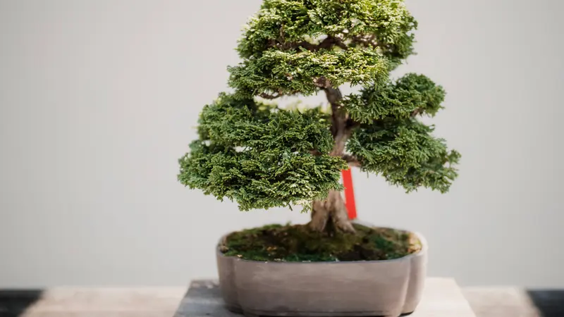 Ilustrasi tanaman bonsai