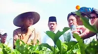 Pemerintah Beri Insentif Usaha Hortikultura