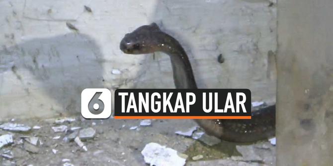 VIDEO: Detik-Detik Pawang Ular Tangkap King Kobra di Bekasi