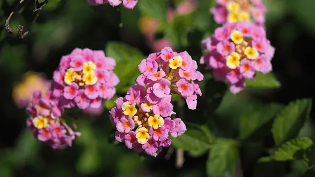 Bunga Lantana