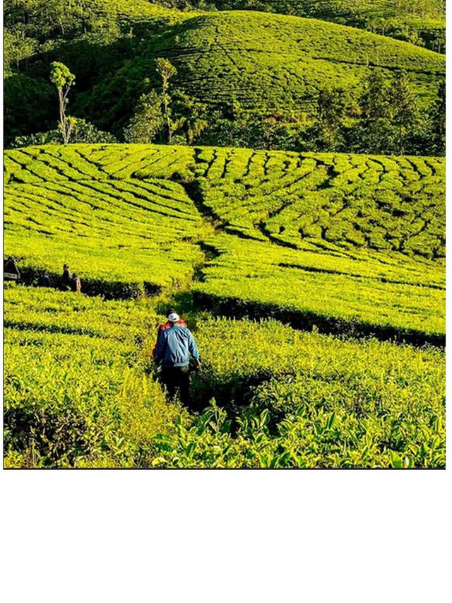 Kebun Teh Kertowono, Lumajang