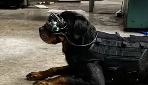 Kantongi Rp 3,6 Triliun, AS Bikin Anjing Militer Hasil Rekayasa Genetika