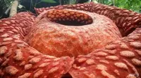 Rafflesia yang jadi tumbuhan terbesar dunia. (Liputan6/AFP/Handout)