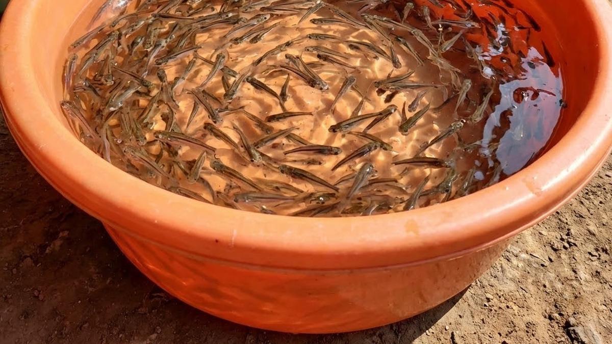 Cara Ternak Ikan Patin di Ember Bekas, Panen Melimpah di Lahan Sempit