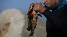 Salem Abu Amerah menunjukkan ikan tangkapannya setelah menyelam di laut di pelabuhan  Kota Gaza (20/12/2019). Salem Abu Amerah mencari ikan untuk membantu keluarganya. (AP Photo/Hatem Moussa)