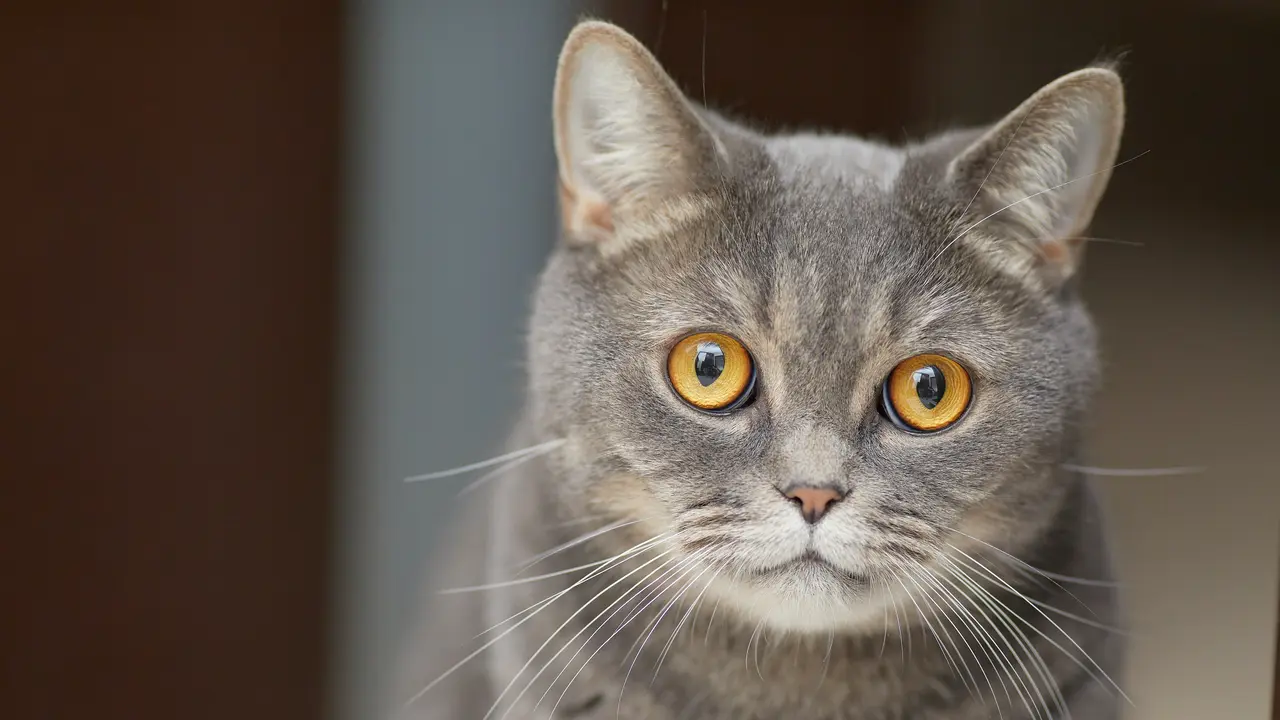 Kucing - Vania