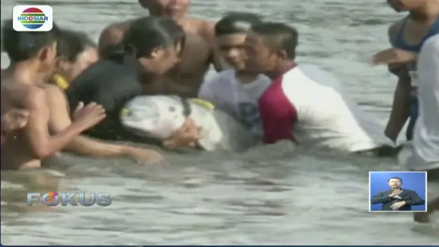 BKSDA Sumatra Utara berhasil evakuasi lumba-lumba yang tersesat di Sungai Kualuh, Labuan Batu.