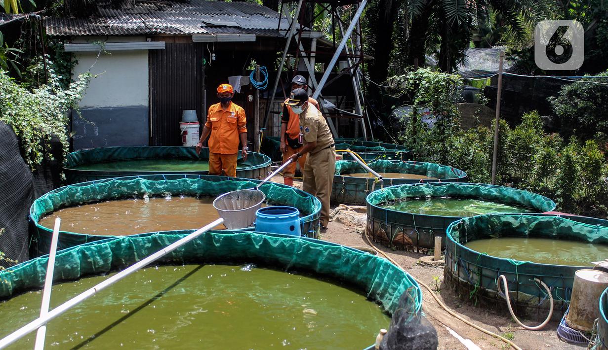 Petugas PPSU Kelurahan Grogol Utara melakukan budidaya ikan lele dan nila dengan sistem bioflok di Kebayoran Lama, Jakarta Selatan, Kamis (27/1/2022). Bioflok adalah salah satu teknologi budidaya ikan dengan rekayasa lingkungan yang mengandalkan pasokan oksigen. (Liputan6.com/Johan Tallo)