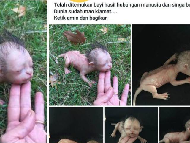 Bayi Bertaring Hasil Kawin Manusia Dan Singa Ini Ternyata Global Liputan6 Com