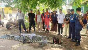 Seekor buaya sepanjang 4,1 meter dengan lebar kurang lebih 50 sentimeter membuat geger warga di Kampung Kolam, Kelurahan Seijang, Kota Tanjungpinang, Kepulauan Riau (Kepri). (Foto: website tanjungpinangkota).