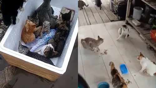 Bikin Kagum, Viral Aksi Pemuda Selamatkan Kucing-Kucing Terjebak Banjir  Kalsel - Citizen6 Liputan6.com
