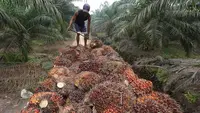 Harga Sawit Anjlok, Petani Swadaya Paling Terdampak