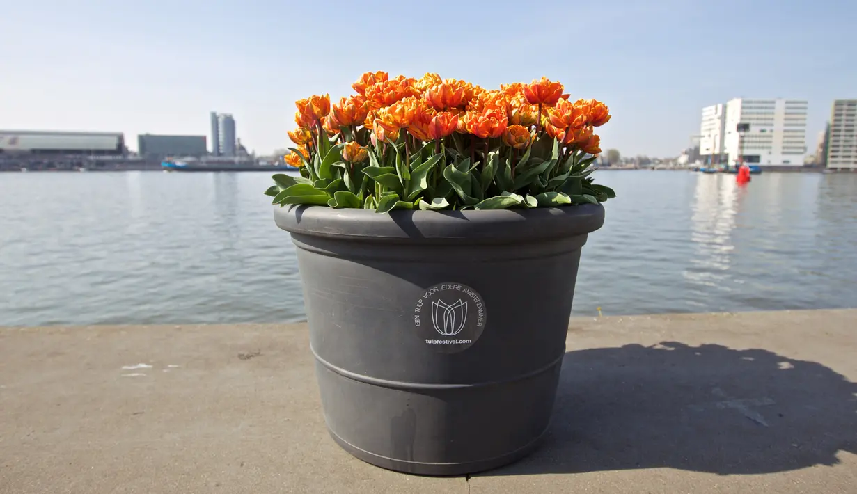 Sebuah pot bunga tulip terlihat di Amsterdam, Belanda (8/4/2020). Festival Tulip Amsterdam 2020 menampilkan tulip di jalan-jalan sepanjang bulan April. Akibat epidemi COVID-19, beberapa lokasi pameran tulip ditutup tahun ini. (Xinhua/Sylvia Lederer)