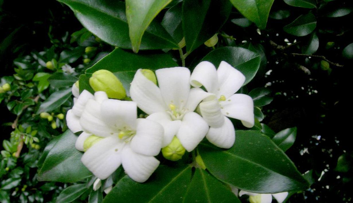 Menanam Bunga Kemuning Jawa di sekitar rumah dipercaya mampu menolak kekuatan black magic atau ilmu hitam. (scentofchoice)