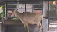 [VIDEO] Lagi, 2 Binatang di KBS Mati