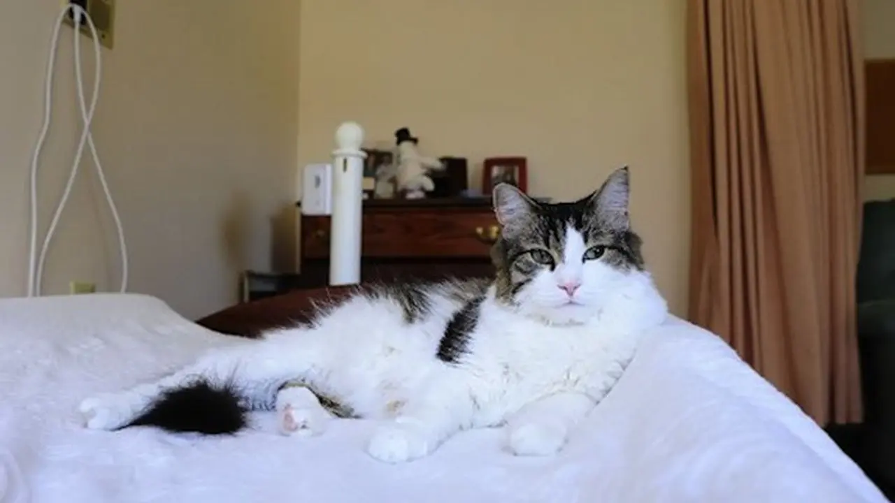 Oscar, Kucing yang Mampu Prediksi Kematian