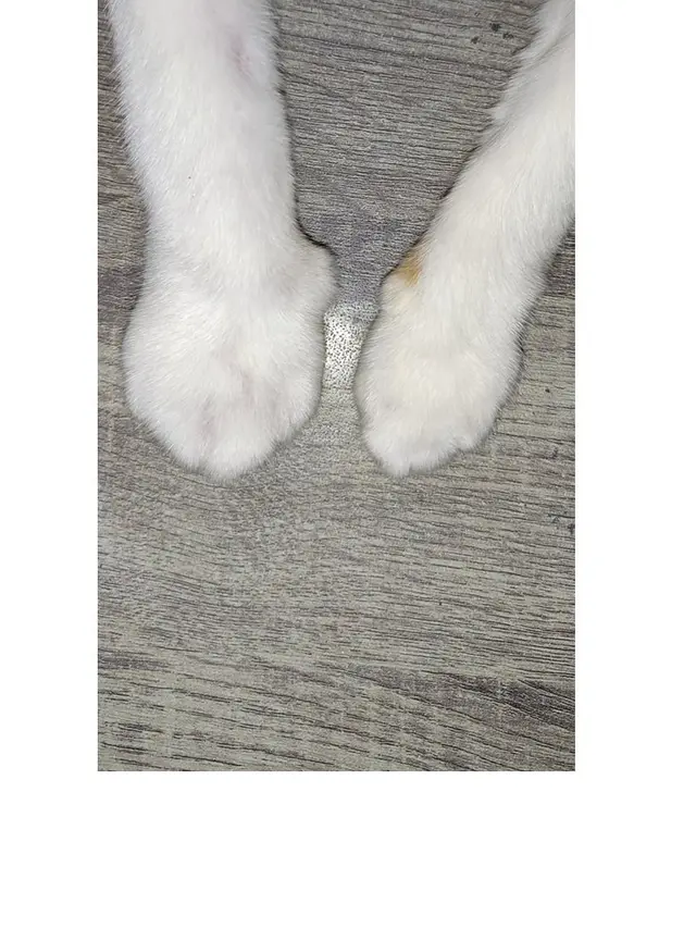 6 Potret Kaki Kucing Usai Disengat Lebah Ini Bikin Kaget