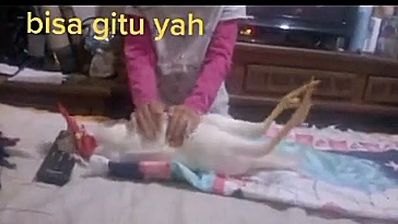 Viral Tingkah Ayam Jago Saat Disuruh Tidur Ini Nurut Banget