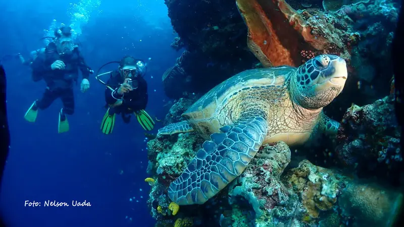 Dua pengunjung yang tengah melakukan penyelaman di bunaken