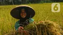 Hal itu menyebabkan harga gabah kering panen di tingkat petani sangat tinggi. (merdeka.com/Arie Basuki)