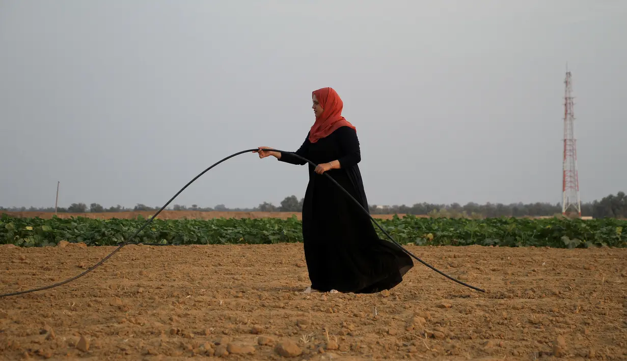 Seorang wanita Palestina bekerja di pertanian dekat perbatasan antara Jalur Gaza dan Israel, sebelah timur Kota Khan Younis, Jalur Gaza selatan, 28 Oktober 2020. Langkah Israel memberlakukan zona penyangga keamanan merugikan sektor pertanian Gaza. (Xinhua/Rizek Abdeljawad)