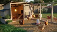 Ternak Ayam Kampung Super Skala Kecil untuk Penghasilan Tambahan, Panduan dari Kandang Hingga Panen