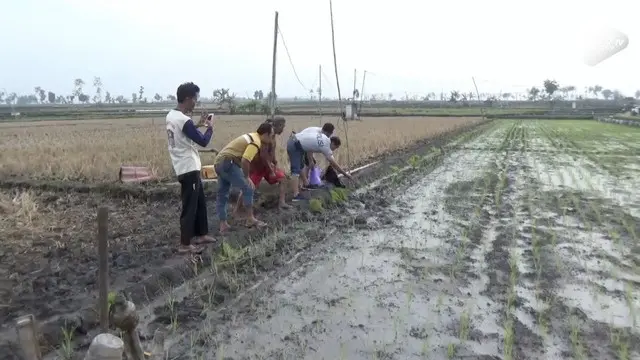 Seorang petani tewas tersetrum jebakan tikus listrik yang dipasang di sawah. Setelah kejadian ini, tercatat tujuh orang tewas akibat jebakan tikus tersebut.