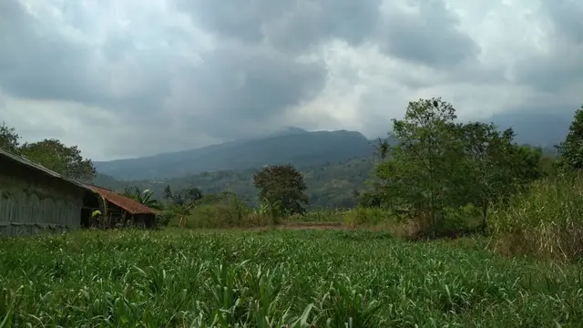 Menyapa Pagi Dari Situs Leuweung Leutik Sunda Wiwitan Cigugur
