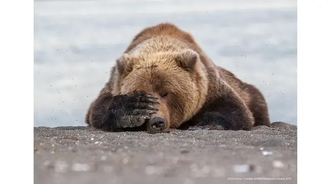6 Foto Pemenang Comedy Wildlife Photography Awards 2019, Bikin Ngakak