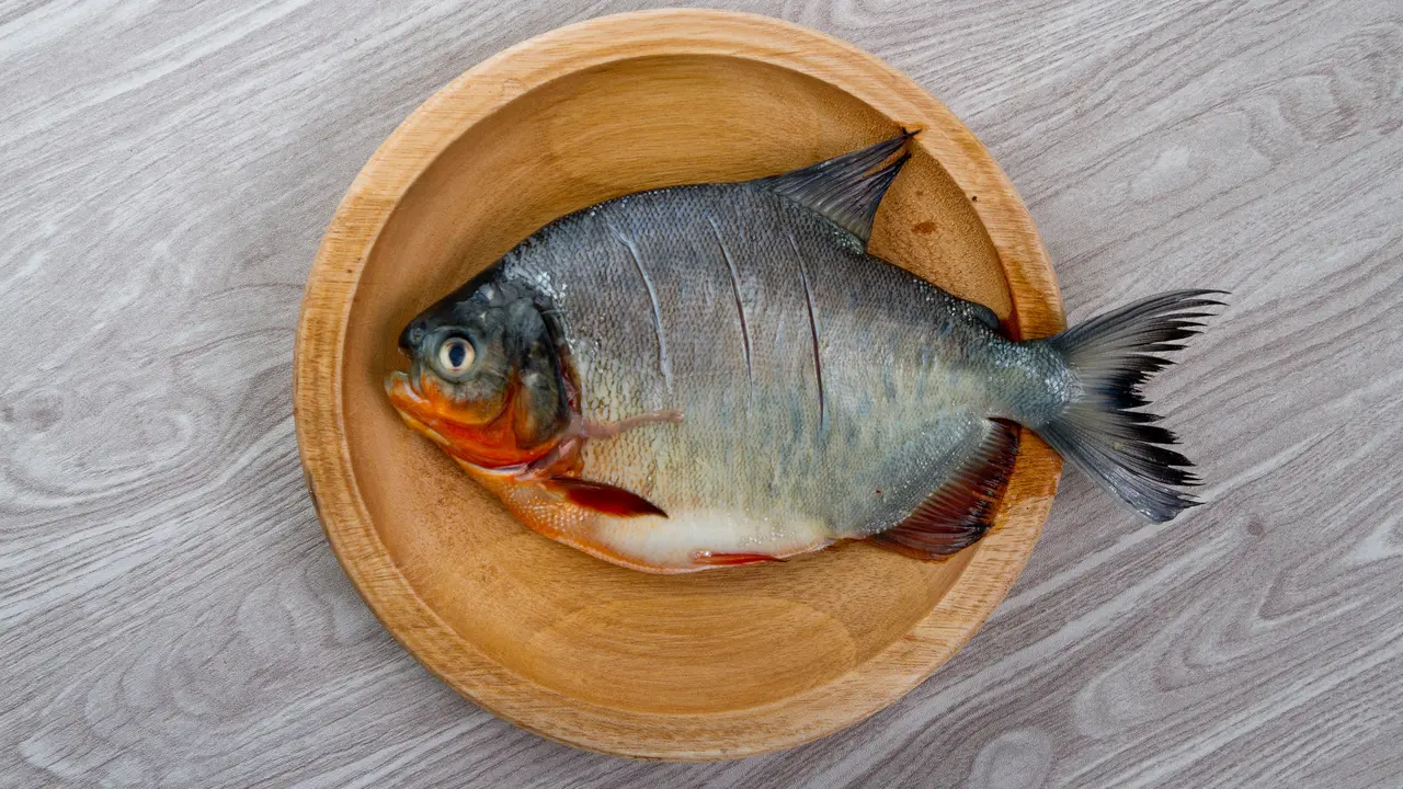 ikan bawal