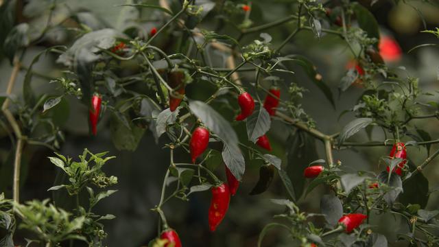 Ilustrasi penggunaan pestisida pada tanaman cabai