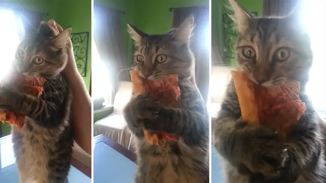 6 Tingkah Kucing Suka dengan Pizza Ini Bikin Pemelihara Tepuk Jidat