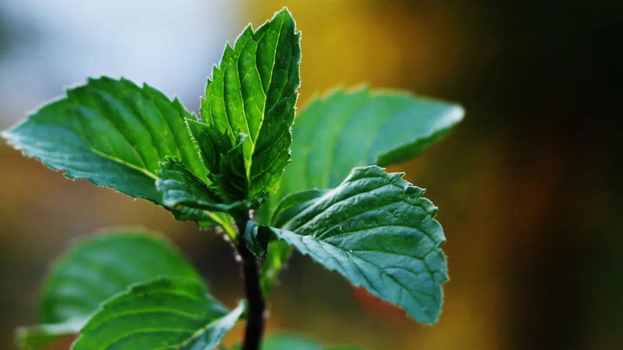 peppermint-kezo