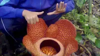 Bunga Rafflesia itu memiliki lima kelopak berukuran besar dan satu kelopak berukuran lebih kecil. (Liputan6.com/Yuliardi Hardjo Putro)