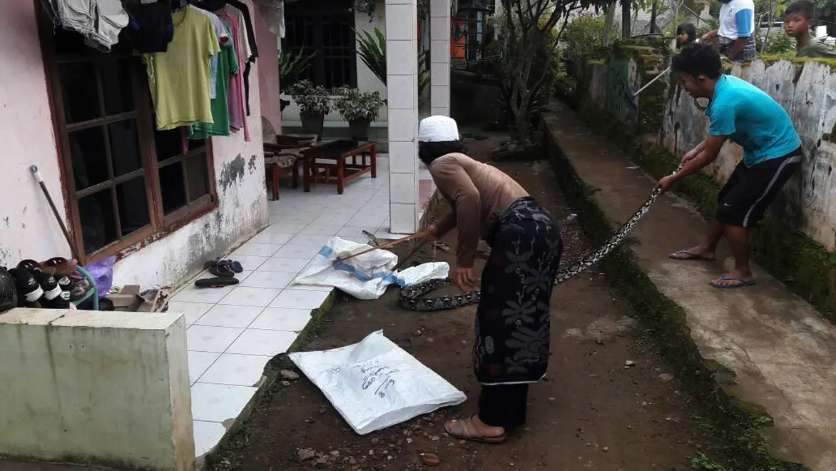 Ular piton sepanjang tiga meter masuk ke teras rumah warga usai santap sahur di Desa Baros, Kabupaten Serang, Banten. (Liputan6.com/Yandhi Deslatama)