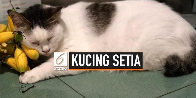 VIDEO: Kucing Setia Menunggu Jenazah Majikan di Rumah Duka