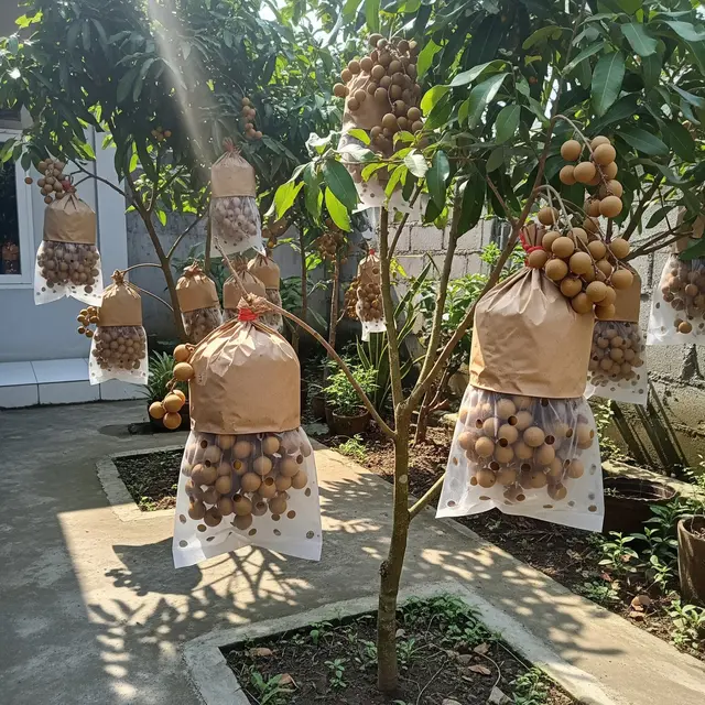 Bahan Berongsong Kelengkeng Paling Bagus Pakai Kertas Semen atau Plastik?