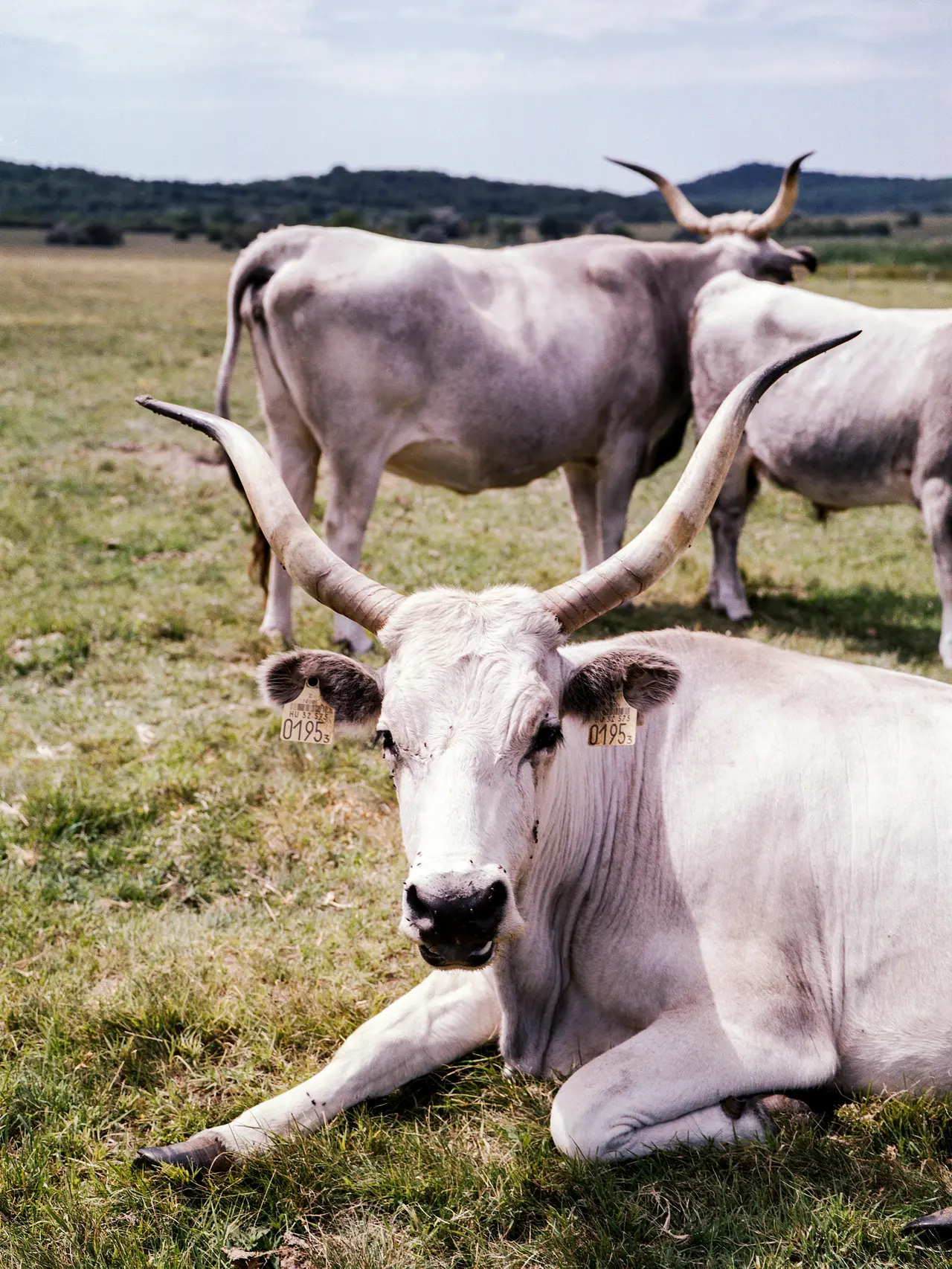 6 Sapi dengan Ciri Paling Unik di Dunia, Ada yang Mirip Binaragawan